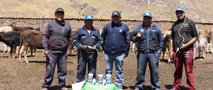 Más de dos mil cabezas de ganado fueron dosificados en Pachachaca